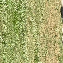 Siberian Huskies from North Node