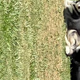 Siberian Huskies from North Node
