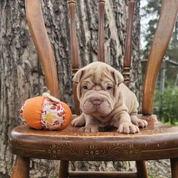 Casper - Cream male Chinese Shar-Pei puppy in Minden, Louisiana from Zoey's Waggly Tails