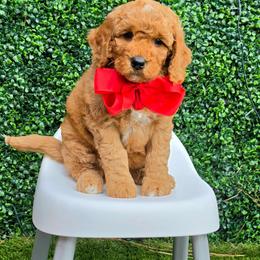 Millie Mae's Red Boy - Red  male Goldendoodle puppy in Kountze, Texas from Texas Doodles LLC