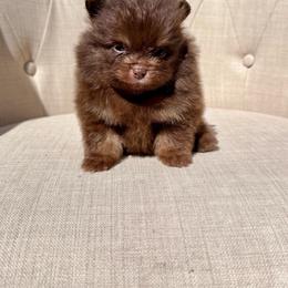 Carlton - Chocolate male Pomeranian puppy in Canandaigua, New York from Fingerlakes Pomeranians