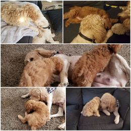 Goldendoodle Puppies from Puppy Love Doodles