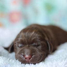 Sadie - Chocolate female Labrador Retriever puppy in Williamston, South Carolina from Dutton Dog Co & Dalla Grazia Doberman