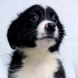 Sarah - Black & white female Miniature Australian Shepherd puppy in Punta Gorda, Florida from Christie's Creekside Aussies
