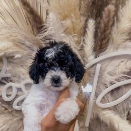 Sundae - Parti female Goldendoodle puppy in Pearland, Texas from Posh Paws Puppies