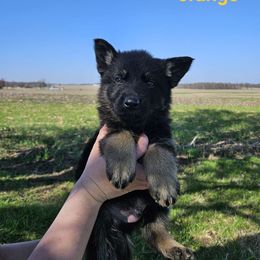 Orange - Bi-color German Shepherd puppy in Linton, Indiana from Aydt's Shepherds and Training LLC