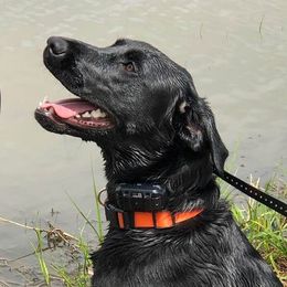 Bailey - Labrador Retriever
