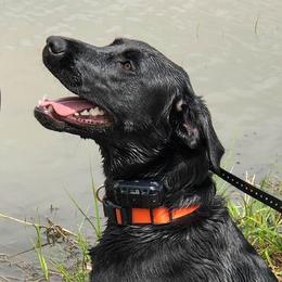 Bailey - Labrador Retriever