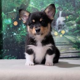 Cali - Black and tan female Pembroke Welsh Corgi puppy in Washington from Castle View Royal Rumps