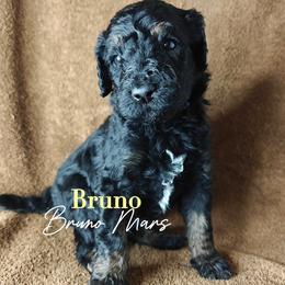 Bruno - Black male Poodle puppy in Poplarville, Mississippi from Hatch & Homestead LLC