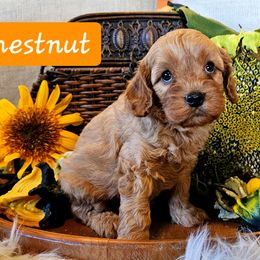 Chestnut - Red male Cavapoo puppy in Marshfield, Missouri from Puppyloversplace