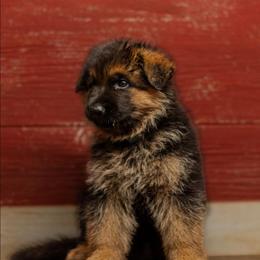 Matthias - Black and red male German Shepherd puppy in Reno, Ohio from Segen Von Gott German Shepherd’s