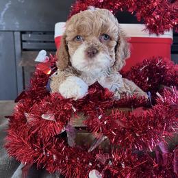 Grace - Red and white female Cockapoo puppy in Connersville, Indiana from MoonShine Babies
