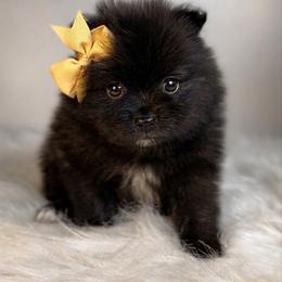 Breeze - Black female Pomeranian puppy in Eden, North Carolina from Whippoorwill Pomeranians