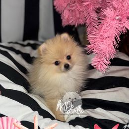 Akc Paul - Cream male Pomeranian puppy in Houston, Texas from MD Bella Pomeranian