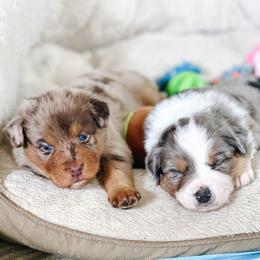 Australian Shepherd Puppies from Ember Aussies NJ/NY/PA