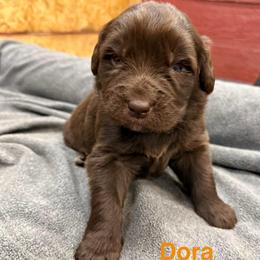 Dora - Brown female Newfoundland puppy in Goodhue, Minnesota from Claypits Newfoundlands