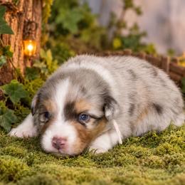 Tink - Red merle female Australian Shepherd puppy in Placerville, California from BFF Aussies