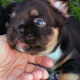 French Bulldog puppies from Polk County Peekapoos
