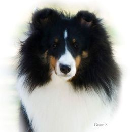 Tessa - Shetland Sheepdog