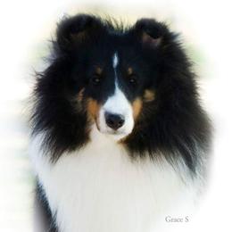 Tessa - Shetland Sheepdog