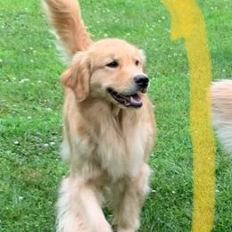 Golden Retrievers from Southwind Kennel