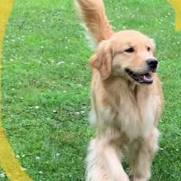Golden Retrievers from Southwind Kennel