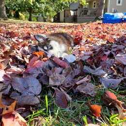 Pomsky Puppies from Wolfpack Pomskies
