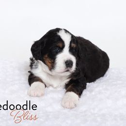 Bernedoodle Puppies from Bernedoodle Bliss