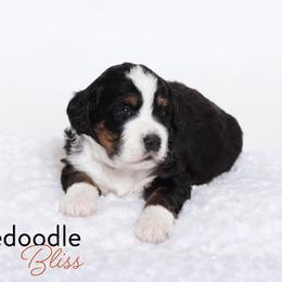 Bernedoodle Puppies from Bernedoodle Bliss
