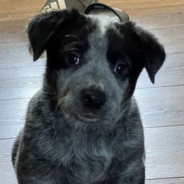 Girl 2 - Australian Cattle Dog puppy in Appleton, Washington from Home Grown Heelers