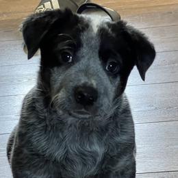 Girl 2 - Australian Cattle Dog puppy in Appleton, Washington from Home Grown Heelers