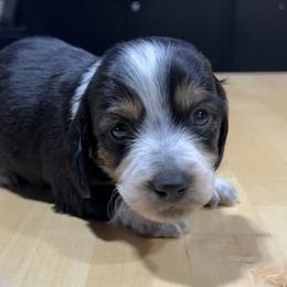 Dachshund Puppies from Lakeshore Dachshunds