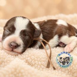 Ruby - Parti female Miniature Schnauzer puppy in Magalia, California from NorCal Schnauzers