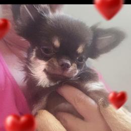 AKC Fluffy Girl - Chocolate and tan female Chihuahua puppy in Brooklyn, New York from Nadezhda's Chihuahuas