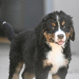 Dark Green Collar Boy - Tri-color male Bernese Mountain Dog puppy in Loveland, Colorado from Grateful Bernese & Gage's Goldens
