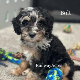 Bolt - Merle male Goldendoodle puppy in Milford, Indiana from Railway Acres Kennel