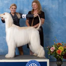 Afghan Hounds from Qadim Afghan Hounds