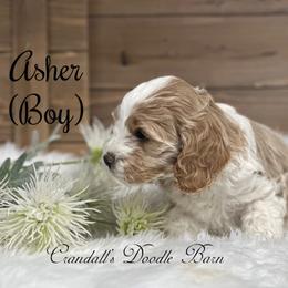 Asher - Buff and white male Cockapoo puppy in Payson, Utah from Crandall’s Doodle Barn