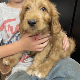 Bernedoodle and Pyredoodle Puppies from Washington Bernedoodles & Pyredoodles