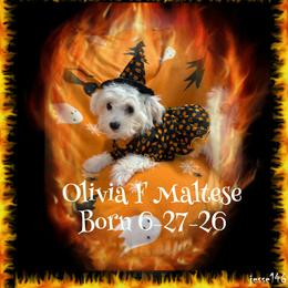 Olivia born 5-27-26 - White female Maltese puppy in Silverhill, Alabama from Malteseuluv’s Tiny Treasurers