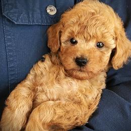 Stanley - Red Mini Poodle Raised in Home - Red  male Poodle puppy in Falcon, Missouri from Cedar House Heritage Poodles | AKC Toy & Miniature Poodle Puppies Raised in Home