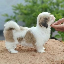 Cavachon, Cavalier King Charles Spaniel, Cavapoo, and Havanese Puppies from Peaks Pups & Cavachon Love Chocolate Cavaliers, Cavaliers, Cavachon’s, Cavapoos & Havanese