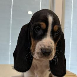 Roly-poly - Black brown and white male Basset Hound puppy in Logan, Utah from Cache Valley Bassets
