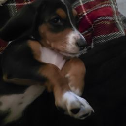 Basset Hound and Dachshund Puppies from V's Southern Angels