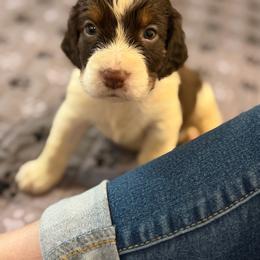 Grey boy - White and liver male English Springer Spaniel puppy in Lufkin, Texas from Shifletknight Springer Spaniels