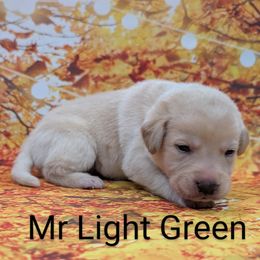 Mr. Light Green - Yellow male Labrador Retriever puppy in Lebanon, Pennsylvania from Robertson's Retrievers and Doodles
