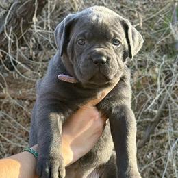 Coco (Comet) - Gray female Cane Corso puppy in Utah from 3Lake Kennelz