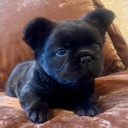 French Bulldog puppies from EG Bullies