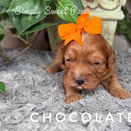Chocolate-Orange - Red female Cavapoo puppy in South Jordan, Utah from Simply Sweet Paws. LLC